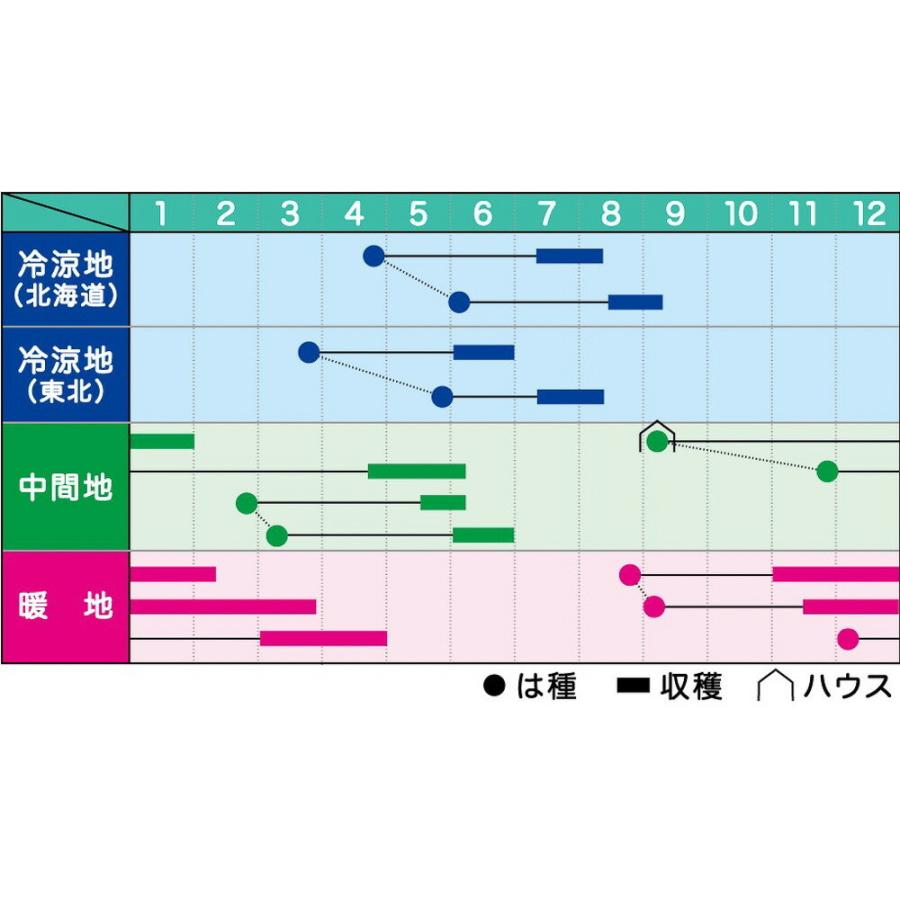 ニムラサラダスナップ 1L 袋 さやえんどう サヤエンドウ 莢豌豆【ヴィルモランみかど 種 たね タネ】【通常5倍 5のつく日はポイント10倍】 |  | 01
