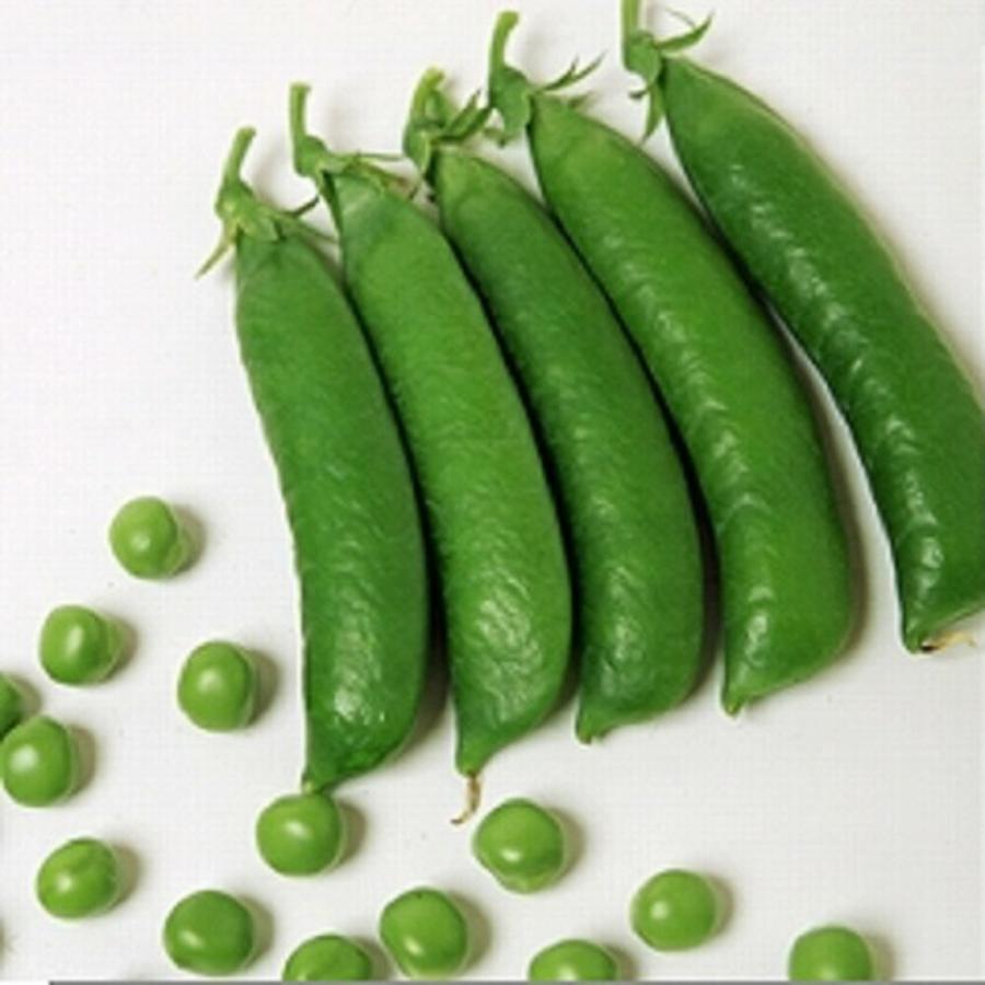 スーパーグリーンC 1L 袋 さやえんどう サヤエンドウ 莢豌豆【ヴィルモランみかど 種 たね タネ】【通常5倍 5のつく日はポイント10倍】 | 