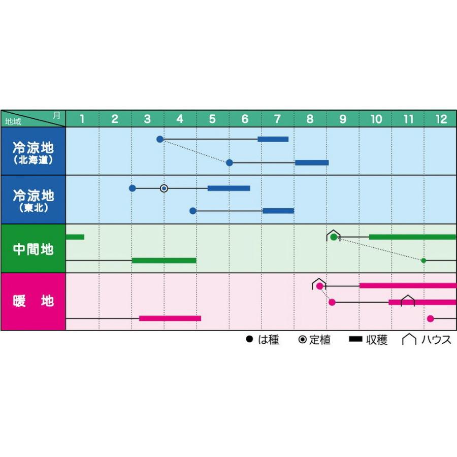 スーパーグリーンC 1L 袋 さやえんどう サヤエンドウ 莢豌豆【ヴィルモランみかど 種 たね タネ】【通常5倍 5のつく日はポイント10倍】 |  | 01