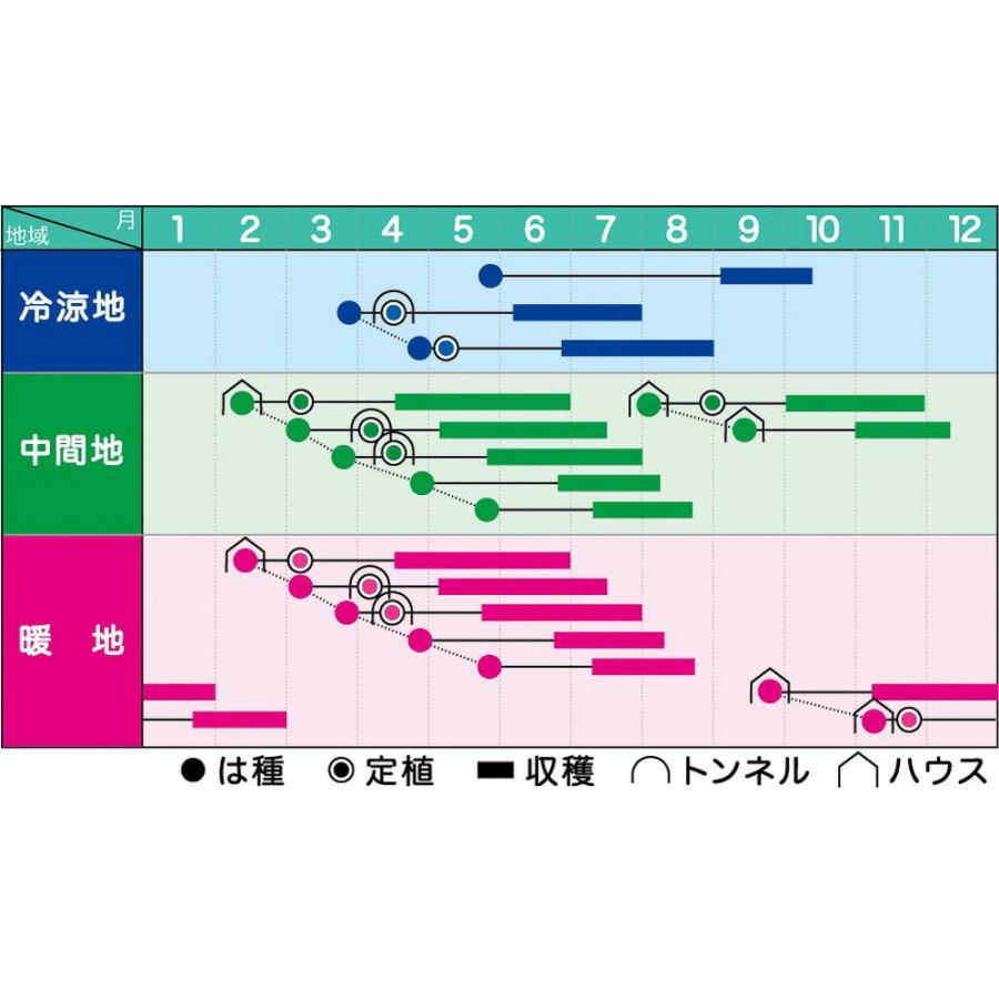 ビックリジャンボ 1L 袋 鞘隠元 サヤインゲン さやいんげん【ヴィルモランみかど 種 たね タネ】【通常5倍 5のつく日はポイント10倍】 |  | 01