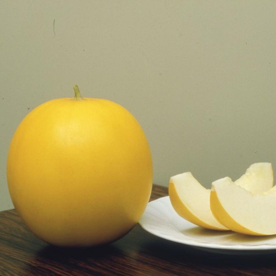 FRエリザベス 100粒 めろん メロン 舐瓜【ヴィルモランみかど 種 たね