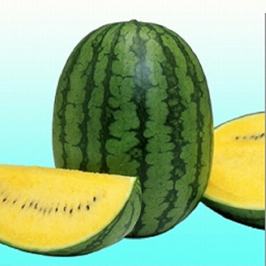 ゴールドマダーボール 200粒 スイカ すいか 西瓜【ヴィルモランみかど 種 たね タネ】【通常5倍 5のつく日はポイント10倍】 | 