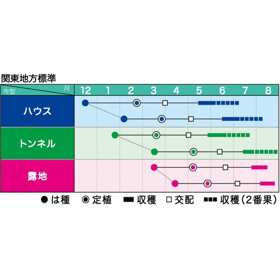 ゴールドマダーボール 200粒 スイカ すいか 西瓜【ヴィルモランみかど 種 たね タネ】【通常5倍 5のつく日はポイント10倍】 |  | 01