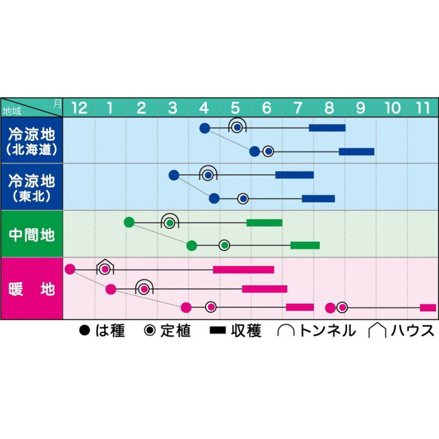 坊ちゃん(品種名:くり坊) 500粒 南瓜 カボチャ かぼちゃ【ヴィルモランみかど 種 たね タネ】【通常5倍 5のつく日はポイント10倍】｜jvsds｜02