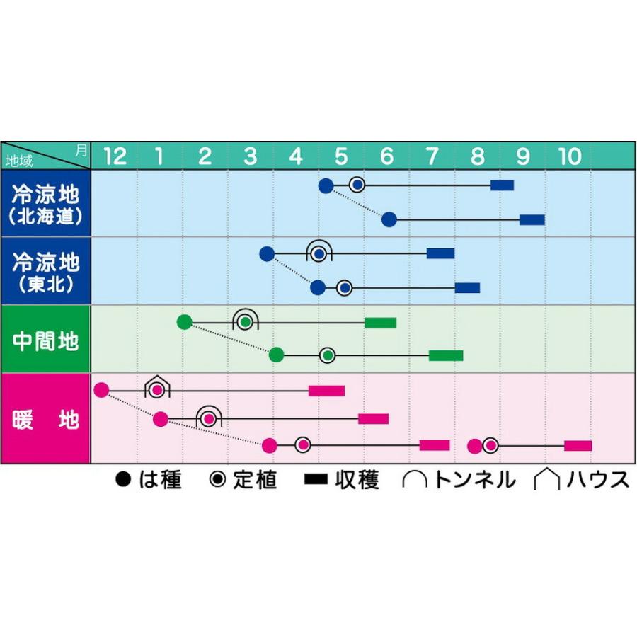 蔵の匠 500粒 南瓜 カボチャ かぼちゃ【ヴィルモランみかど 種 たね タネ】【通常5倍 5のつく日はポイント10倍】 |  | 01