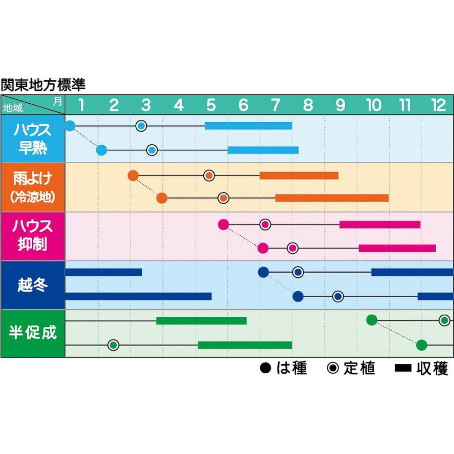 【国産】 みそら64 1000粒 トマト とまと 蕃茄【ヴィルモランみかど 種 たね タネ】【通常5倍 5のつく日はポイント10倍】 【E2511370242】(13085円)