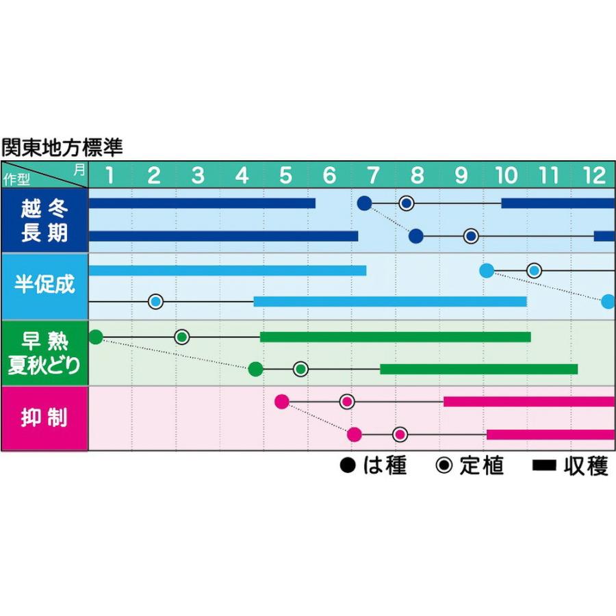 ラブリーさくら 1000粒 トマト とまと 蕃茄【ヴィルモランみかど 種 たね タネ】【通常5倍 5のつく日はポイント10倍】 トマト