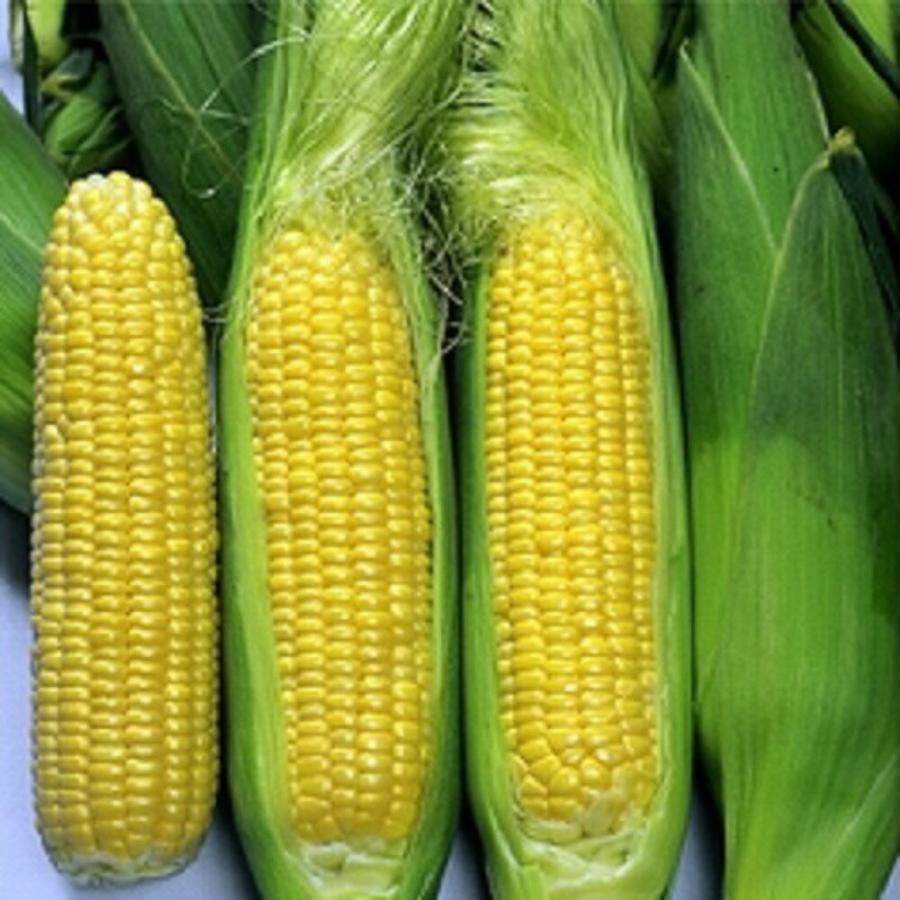 サニーショコラ 2000粒 とうもろこし トウモロコシ 玉蜀黍  【ヴィルモランみかど 種 たね タネ】【通常5倍 5のつく日はポイント10倍】 | 