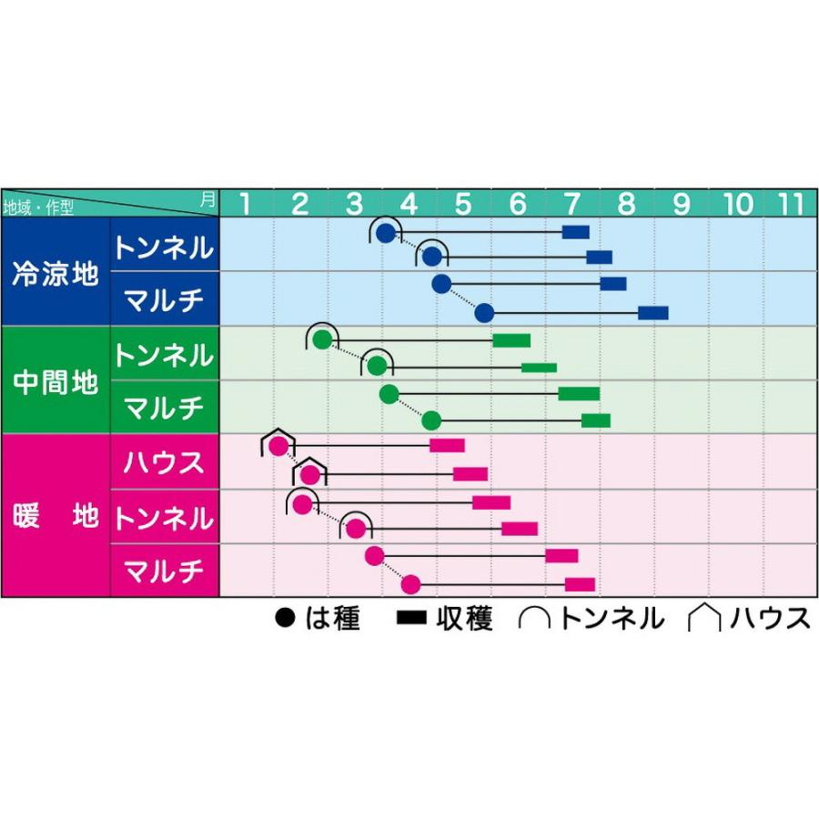 サニーショコラ 2000粒 とうもろこし トウモロコシ 玉蜀黍  【ヴィルモランみかど 種 たね タネ】【通常5倍 5のつく日はポイント10倍】 |  | 01