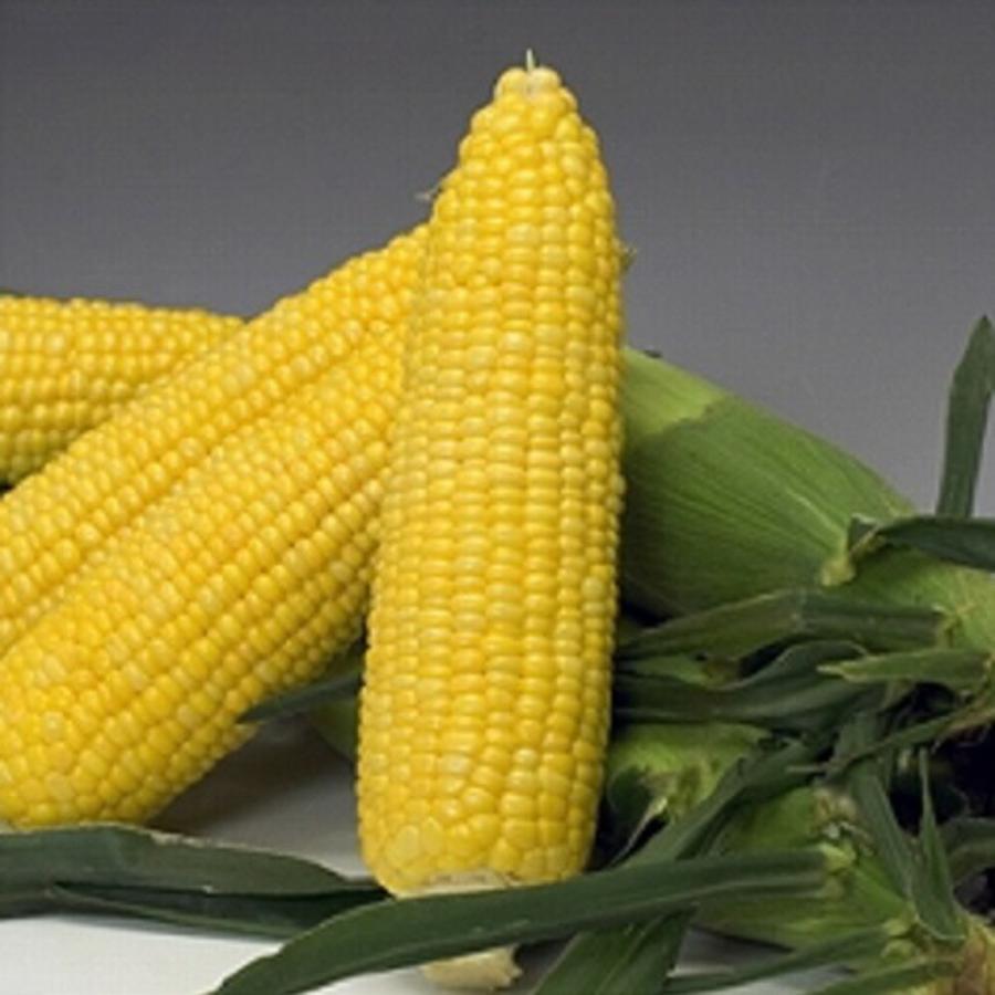サニーショコラとうもろこし88 2000粒 とうもろこし トウモロコシ 玉蜀黍  【ヴィルモランみかど 種 たね タネ】【通常5倍 5のつく日はポイント10倍】 | 