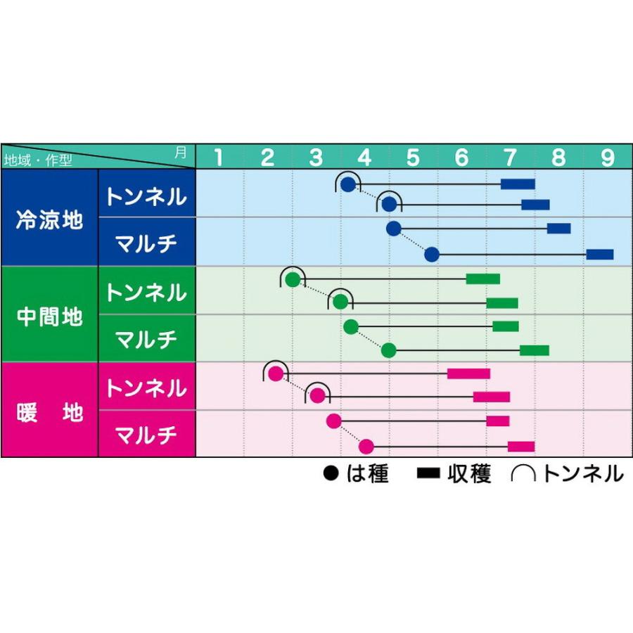 ホワイトショコラとうもろこし 2000粒 とうもろこし トウモロコシ 玉蜀黍  【ヴィルモランみかど 種 たね タネ】【通常5倍 5のつく日はポイント10倍】 |  | 01