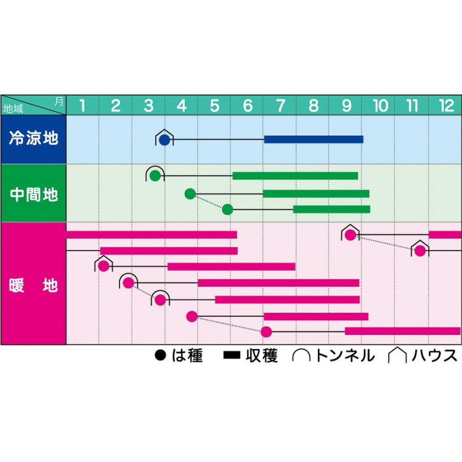 期間セール ！ ブルースカイZオクラ 1L オクラ おくら 【ヴィルモランみかど 種 たね タネ】【通常5倍 5のつく日はポイント10倍】 【C2949153433】(15366円)