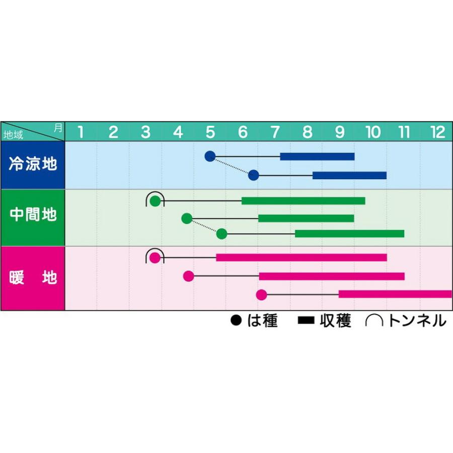 ブルースカイG 1dl 袋 オクラ おくら 【ヴィルモランみかど 種 たね 