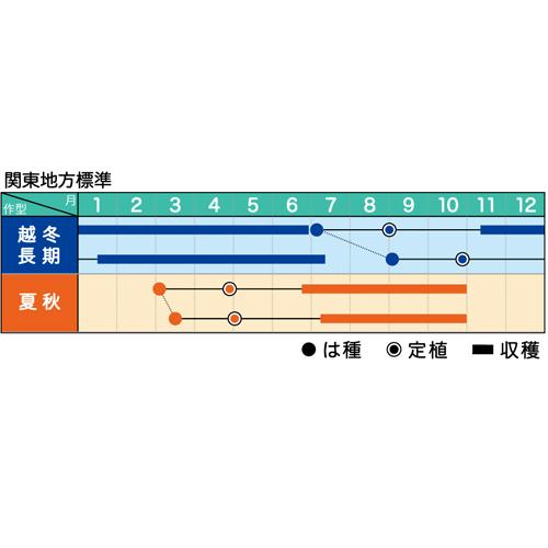 みわた 1000粒 トマト とまと 蕃茄【ヴィルモランみかど 種 たね タネ】【通常5倍 5のつく日はポイント10倍】_1