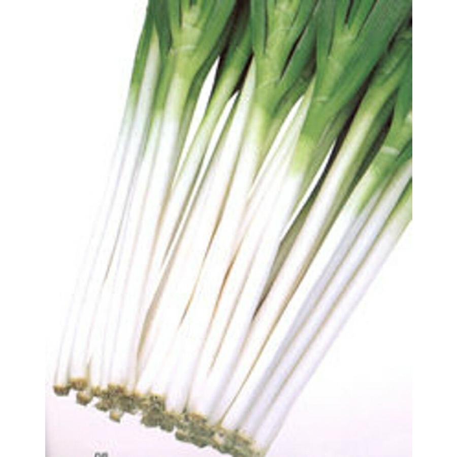 吉蔵 コート種子2L(5000粒) 葱 ネギ ねぎ【武蔵野種苗 種 たね タネ