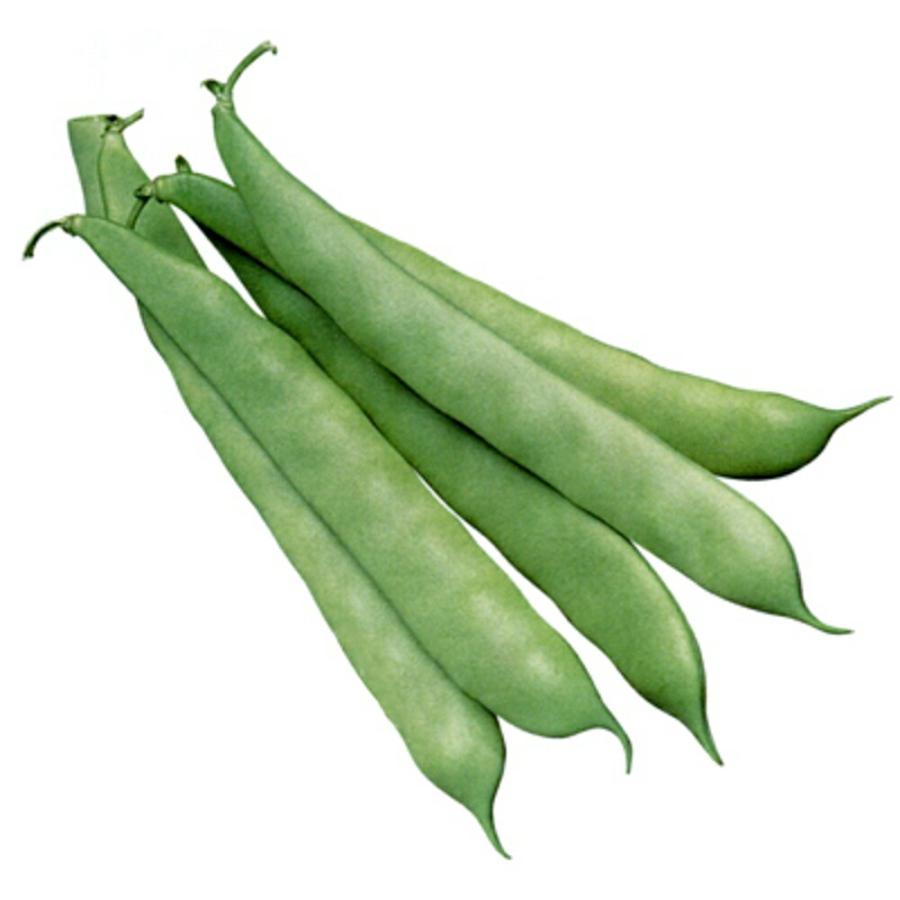 成正(つるなし) 1L さやえんどう サヤエンドウ 莢豌豆【武蔵野種苗 種 たね タネ 】【通常5倍 5のつく日はポイント10倍】 | 