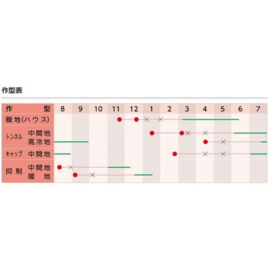 くりりん 500粒 南瓜 カボチャ かぼちゃ 武蔵野交配【武蔵野種苗 種 たね タネ 】【通常5倍 5のつく日はポイント10倍】｜jvsds｜02