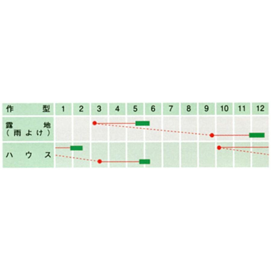 《送料込》 若いぶき 1L 葱 ネギ ねぎ 武蔵野交配【武蔵野種苗 種 たね タネ 】【通常5倍 5のつく日はポイント10倍】 【BC2001415937】(10428円)