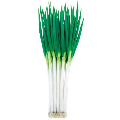 時宗 コート2L5000粒 葱 ネギ ねぎ【武蔵野種苗 種 たね タネ 】【通常