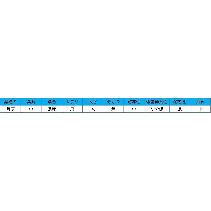 時宗 コート2L5000粒 葱 ネギ ねぎ【武蔵野種苗 種 たね タネ 】【通常5倍 5のつく日はポイント10倍】 |  | 02