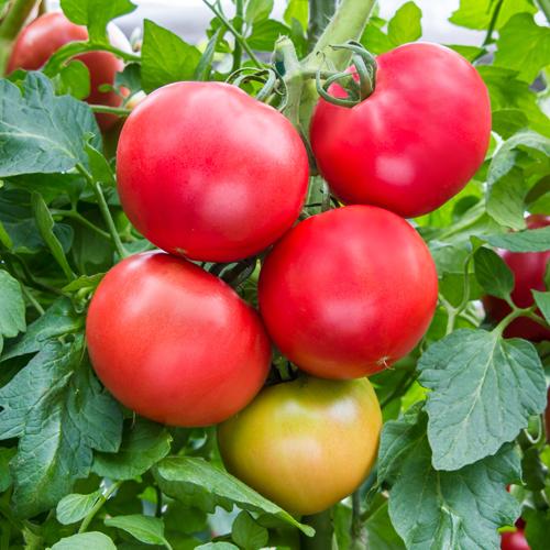 MST-1331 1000粒 トマト とまと 蕃茄 一代交配【武蔵野種苗 種 たね