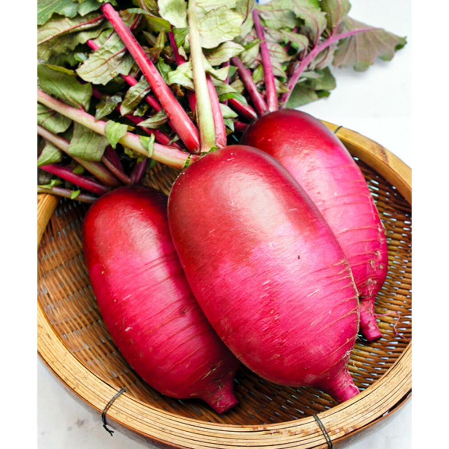 紅くるり大根 20ml詰 大根 ダイコン だいこん 松永交配 【松永種苗 種 たね タネ】【通常5倍 5のつく日はポイント10倍】 |  | 01