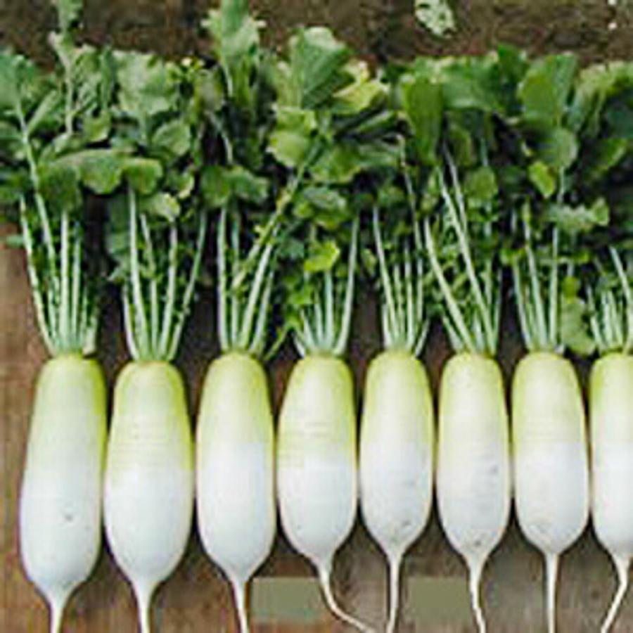 味くるり大根 20ml詰 大根 ダイコン だいこん 松永交配 【松永種苗 種 たね タネ】【通常5倍 5のつく日はポイント10倍】 |  | 02