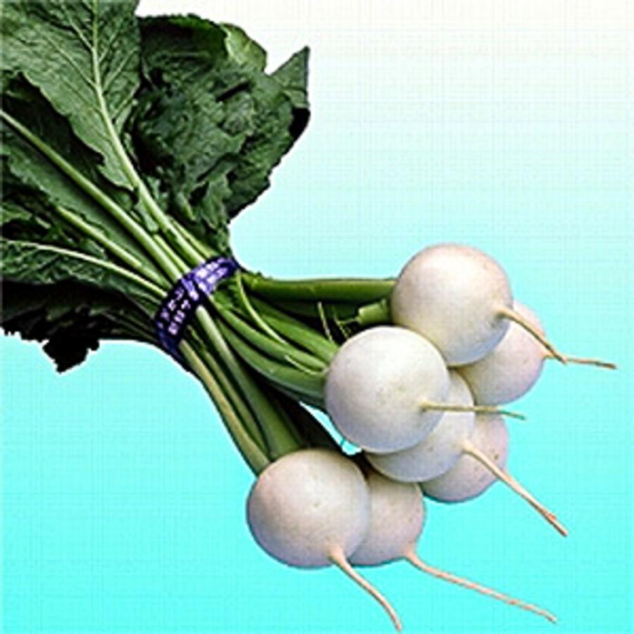 あじサラダ 20ml詰 かぶ カブ 蕪 松永交配 【松永種苗 種 たね タネ】【通常5倍 5のつく日はポイント10倍】 |  | 02