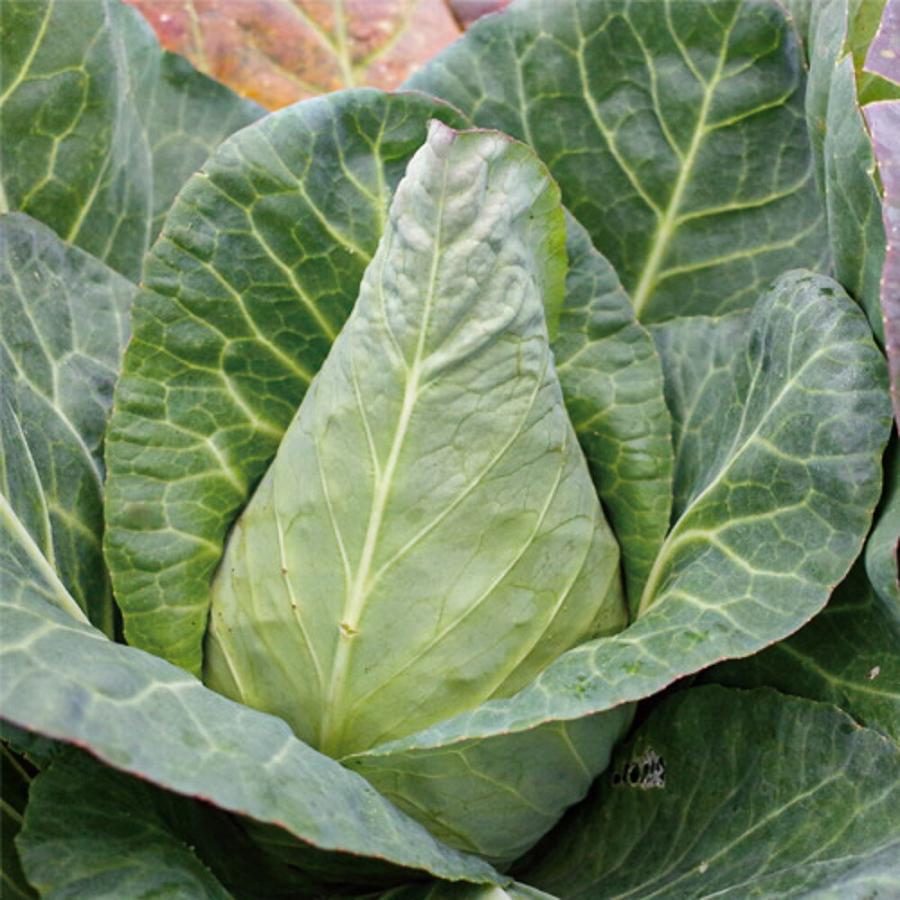 サク太郎 生種2500粒 キャベツ 松永交配 【松永種苗 種 たね タネ】【通常5倍 5のつく日はポイント10倍】 |  | 02