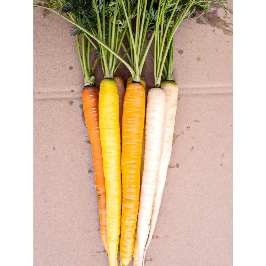 音色 コート1000粒 ニンジン にんじん 人参 一代交配　【松永種苗 種 たね タネ】【通常5倍 5のつく日はポイント10倍】 |  | 02