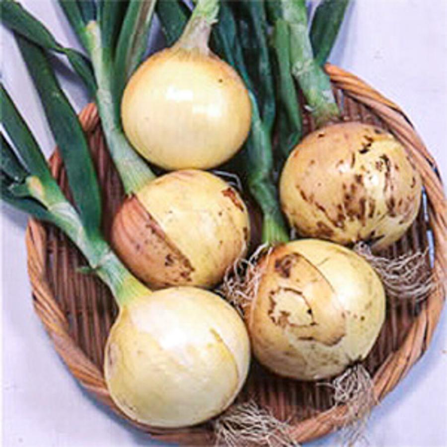 永光 極早生　スーパーリニア　2dl詰 玉ねぎ たまねぎ 玉葱 タマネギ【松永種苗 種 たね タネ】【通常5倍 5のつく日はポイント10倍】◎ |  | 02