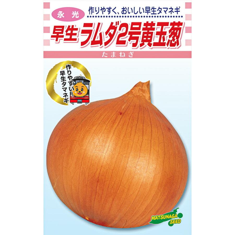 永光 早生　ラムダ二号　20ml詰  玉ねぎ たまねぎ 玉葱 タマネギ【松永種苗 種 たね タネ】【通常5倍 5のつく日はポイント10倍】 | 