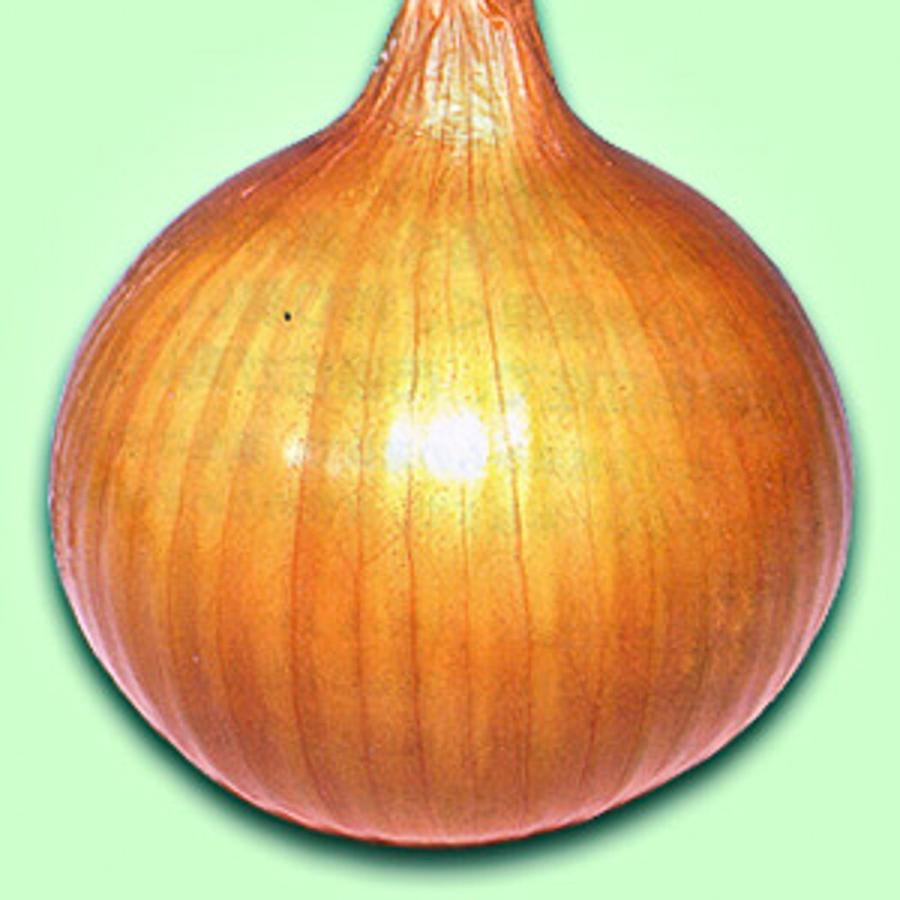 永光 早生　ラムダ二号　20ml詰  玉ねぎ たまねぎ 玉葱 タマネギ【松永種苗 種 たね タネ】【通常5倍 5のつく日はポイント10倍】 |  | 02