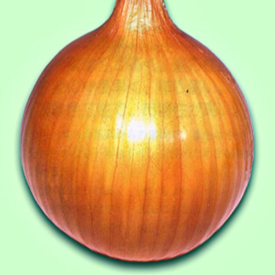 永光 ラムダ黄　20ml詰  玉ねぎ たまねぎ 玉葱 タマネギ【松永種苗 種 たね タネ】【通常5倍 5のつく日はポイント10倍】 |  | 02