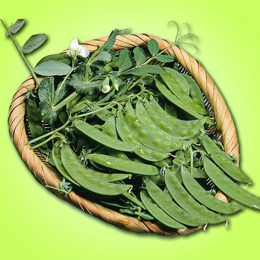 松永育成　　白花砂糖白星　1L詰 さやえんどう サヤエンドウ 莢豌豆【松永種苗 種 たね タネ】【通常5倍 5のつく日はポイント10倍】 |  | 02