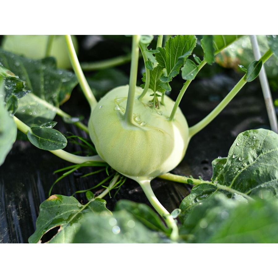 一代 あさみどり（コールラビ・緑）　コート種子1000粒 コールラビ こーるらび【松永種苗 種 たね タネ】【通常5倍 5のつく日はポイント10倍】 |  | 02