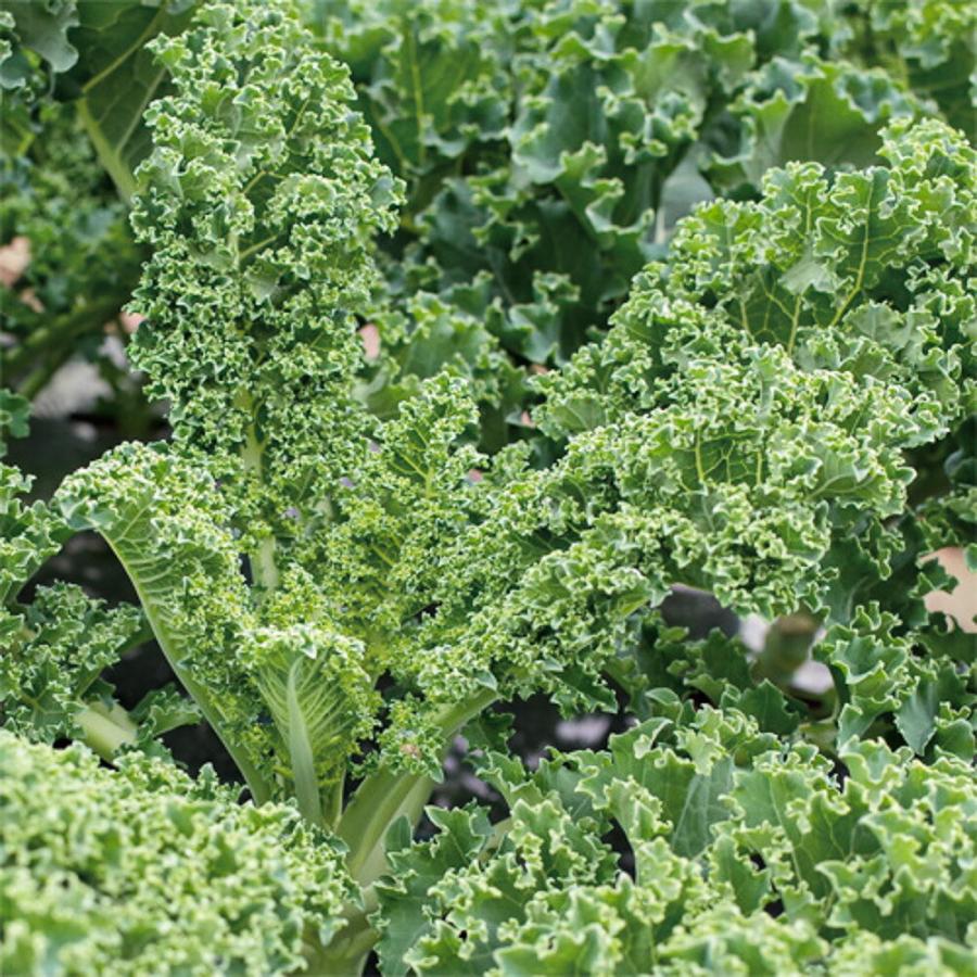 f1・ちりめんケール　　カーリー・グリーン　生種2500粒 ケール けーる【松永種苗 種 たね タネ】【通常5倍 5のつく日はポイント10倍】 |  | 02