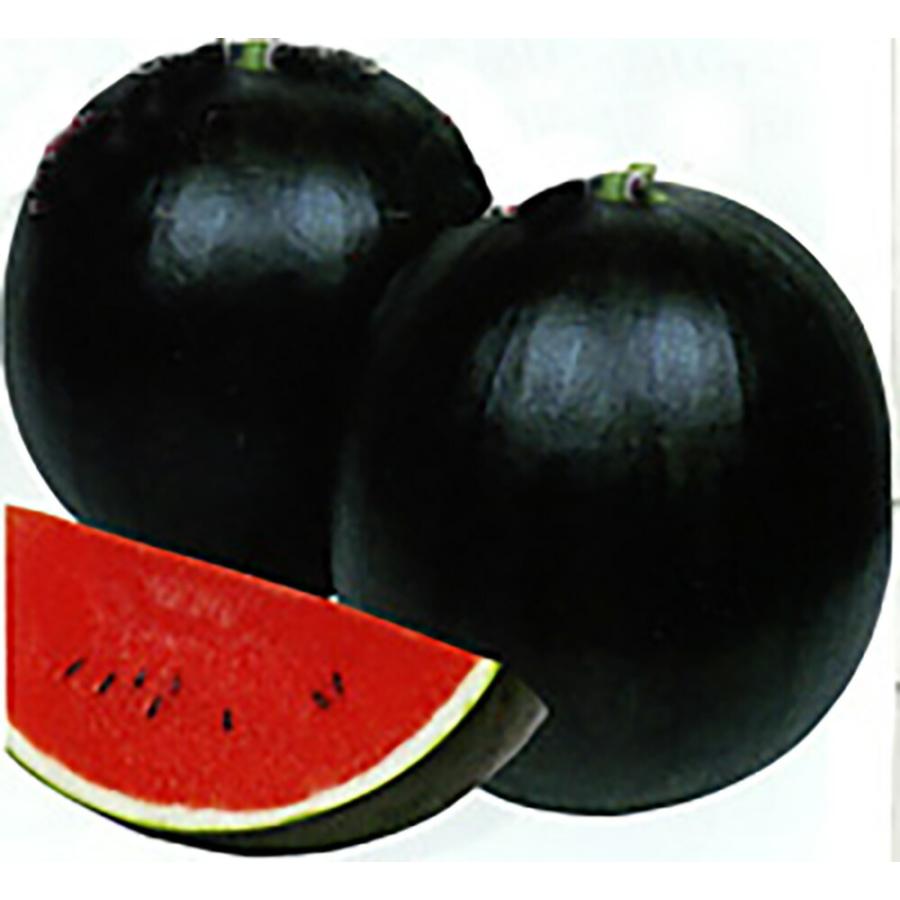 マイボーイ 200粒詰 スイカ すいか 西瓜 宇治交配  【丸種 種 たね タネ】【通常5倍 5のつく日はポイント10倍】 | 