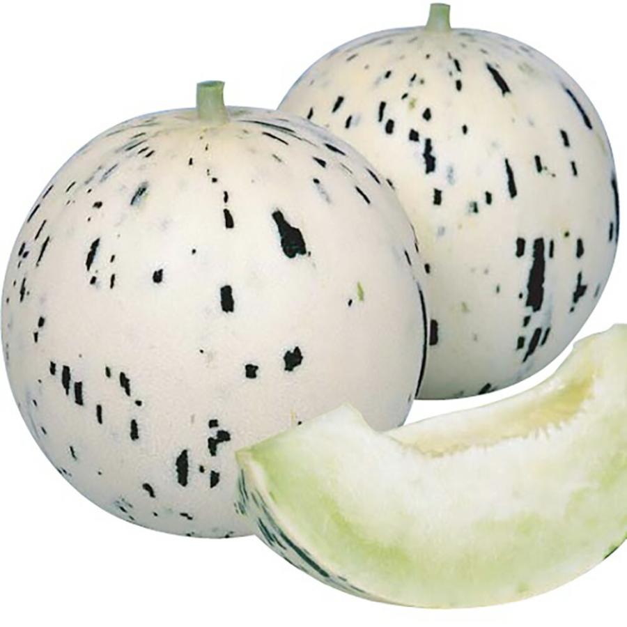 月しずく 100粒詰 めろん メロン 舐瓜 宇治交配  【丸種 種 たね タネ】【【通常5倍 5のつく日はポイント10倍】】 | 