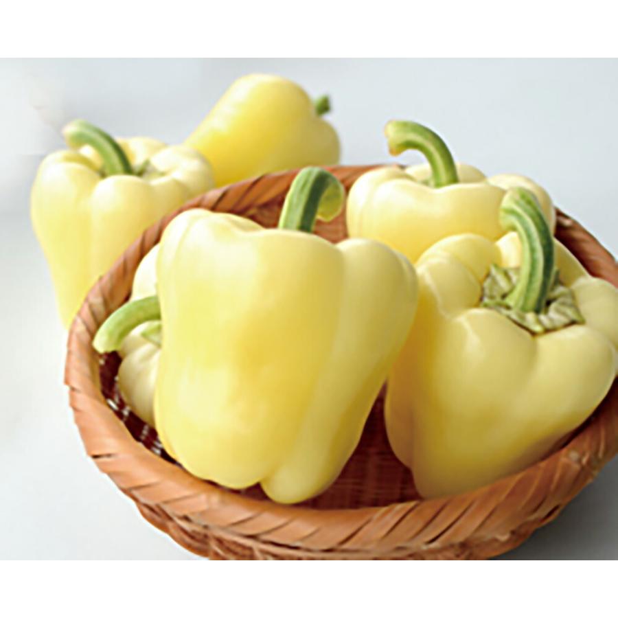 パプリホワイト 100粒詰 ピーマン ぴーまん 一代交配　【丸種 種 たね タネ】【【通常5倍 5のつく日はポイント10倍】】 | 