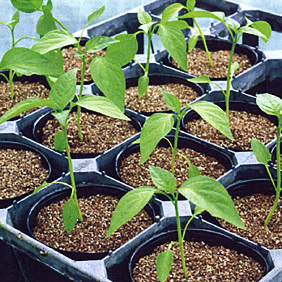 l4台パワー(新発売) 100粒詰 台木 ダイギ だいぎ 一代交配　【丸種 種 たね タネ】【【通常5倍 5のつく日はポイント10倍】】 | 