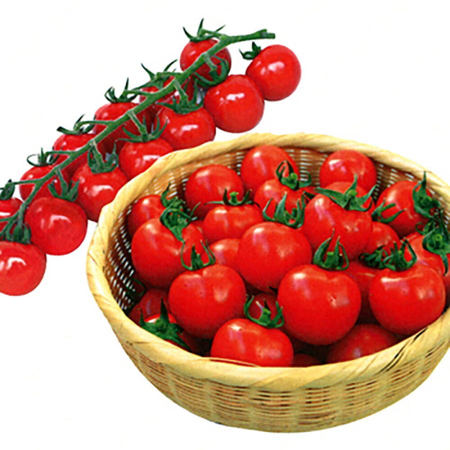 まるっ娘(新発売) 100粒詰 トマト とまと 蕃茄 宇治交配  【丸種 種 たね タネ】【【通常5倍 5のつく日はポイント10倍】】 | 