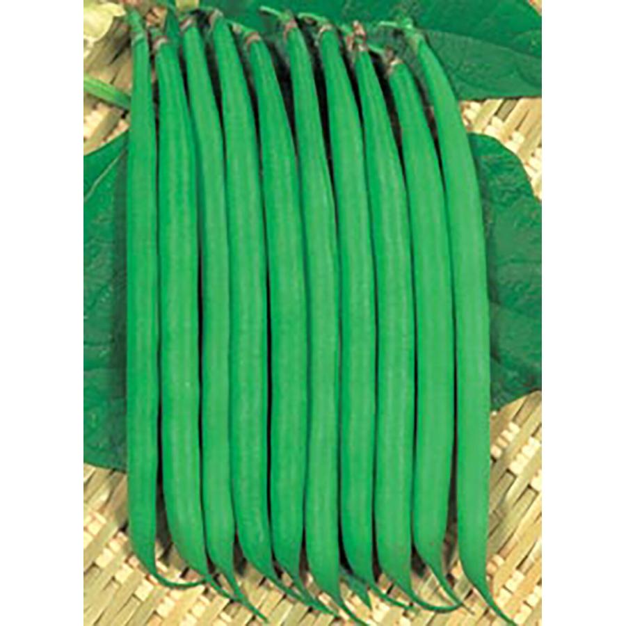 丸莢フレーバー10 1L 鞘隠元 サヤインゲン さやいんげん【丸種 種 たね タネ】【【通常5倍 5のつく日はポイント10倍】】 | 