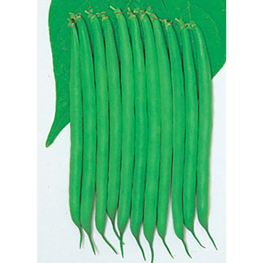 丸莢リアル 1l詰 鞘隠元 サヤインゲン さやいんげん【丸種 種 たね タネ】【【通常5倍 5のつく日はポイント10倍】】 | 