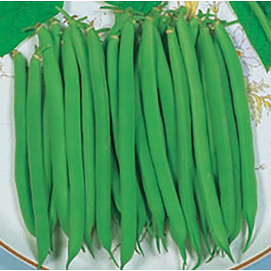 丸莢プロバイダー 1l詰 鞘隠元 サヤインゲン さやいんげん【丸種 種 たね タネ】【【通常5倍 5のつく日はポイント10倍】】 | 