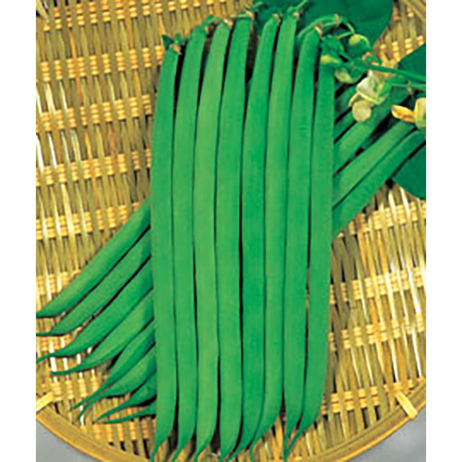 丸莢清姫 1l詰 鞘隠元 サヤインゲン さやいんげん【丸種 種 たね タネ】【【通常5倍 5のつく日はポイント10倍】】 | 