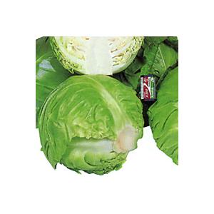 サラダキャベツミニックス40 2500粒詰 キャベツ 宇治交配【丸種 種 たね タネ】【通常5倍 5のつく日はポイント10倍】 | 