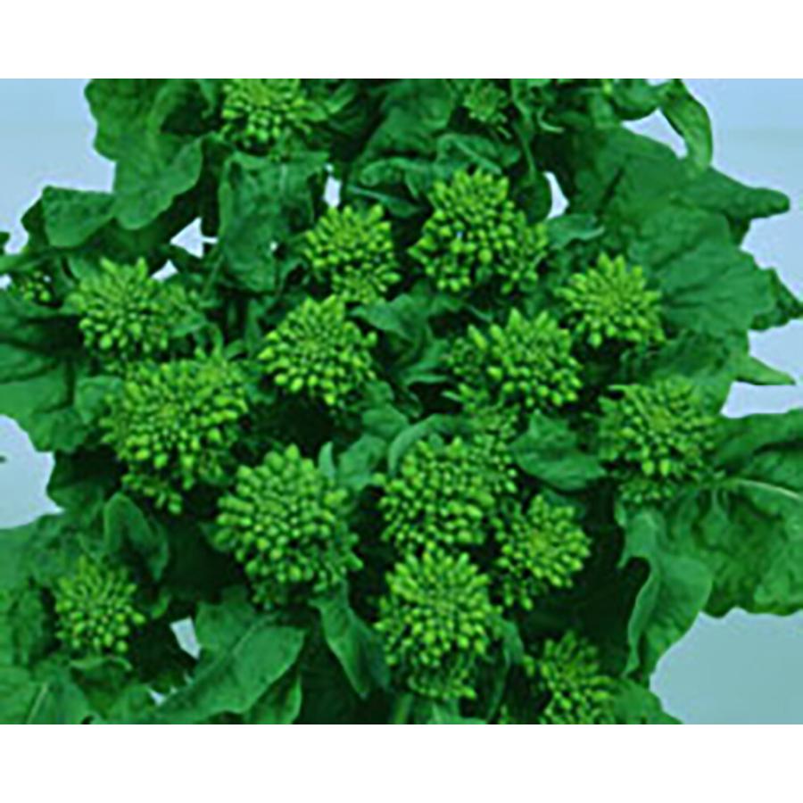 花ぐるま 2dl詰 菜花 ナバナ なばな 宇治交配  【丸種 種 たね タネ】【【通常5倍 5のつく日はポイント10倍】】 | 