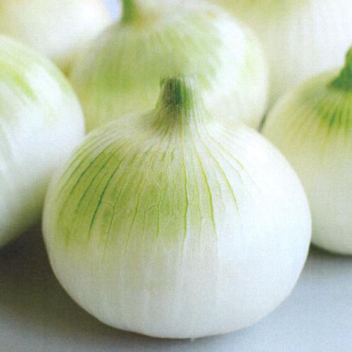 極早生そだちFA(新発売) 20ml詰  玉ねぎ たまねぎ 玉葱 タマネギ 宇治交配  【丸種 種 たね タネ】【通常5倍 5のつく日はポイント10倍】 | 