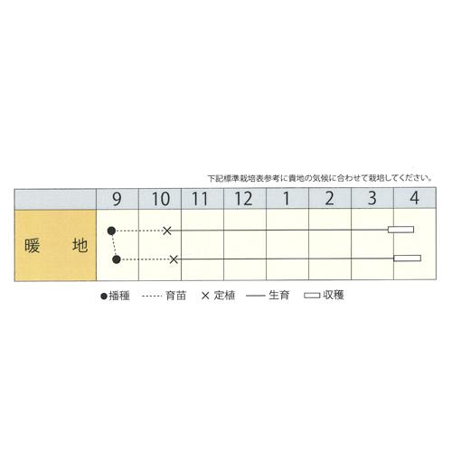 極早生そだちFA(新発売) 20ml詰  玉ねぎ たまねぎ 玉葱 タマネギ 宇治交配  【丸種 種 たね タネ】【通常5倍 5のつく日はポイント10倍】 |  | 01